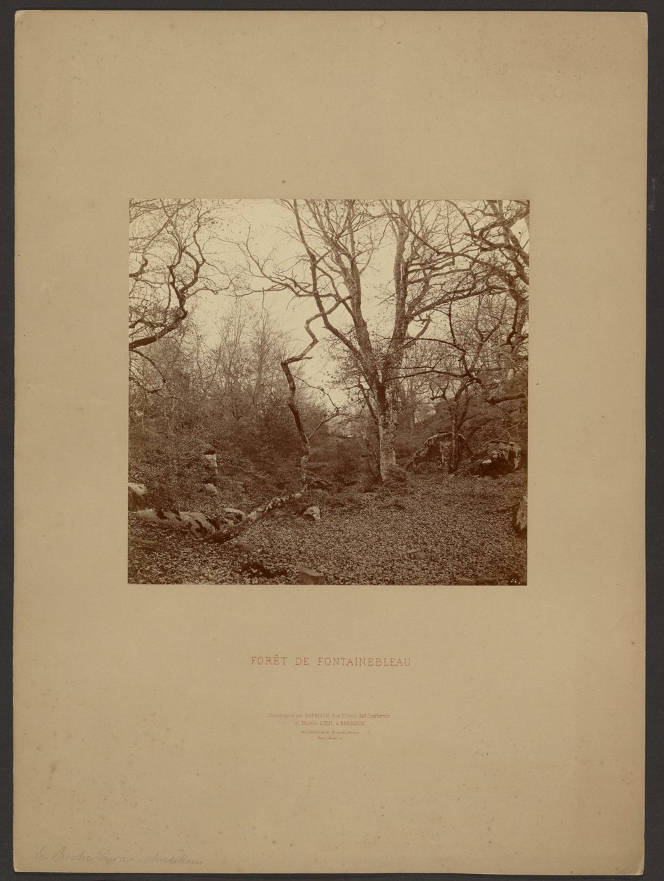 Wald von Fontainebleau von William Drooke Harrison