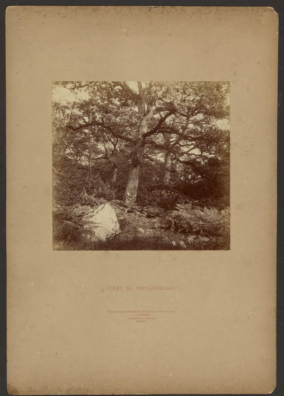 Wald von Fontainebleau von William Drooke Harrison