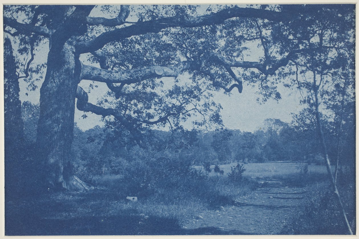 Große Eiche am Rande der Wiese von William H. Cades