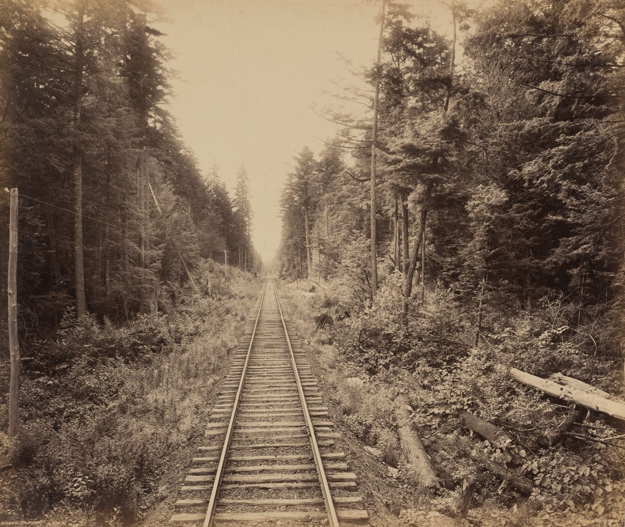 Schierlingswald von William H. Rau