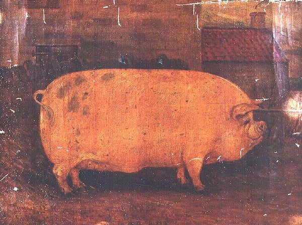 Das Preisschwein Jumbo II von William Henderson