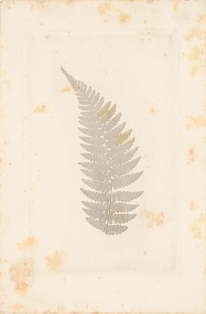 Farn von William Henry Fox Talbot