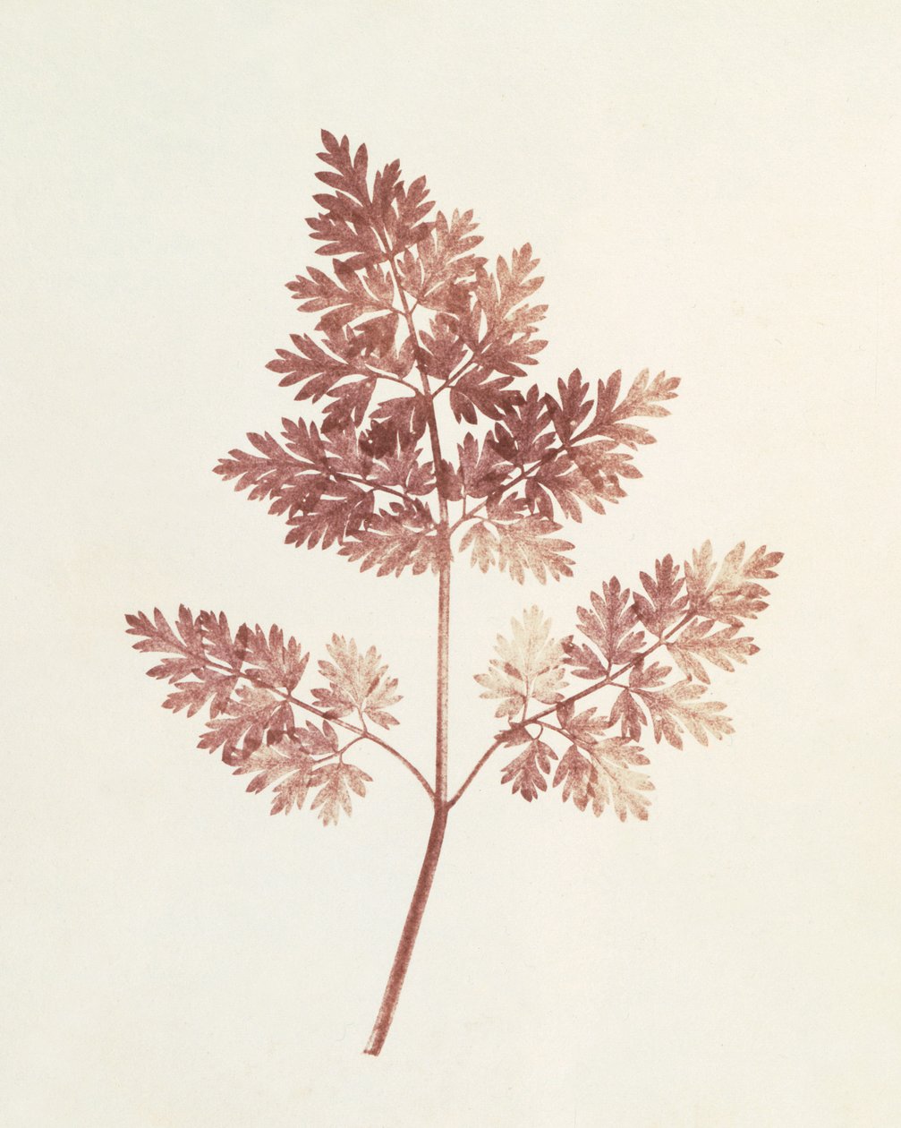 Blätterwedel, 1843 von William Henry Fox Talbot