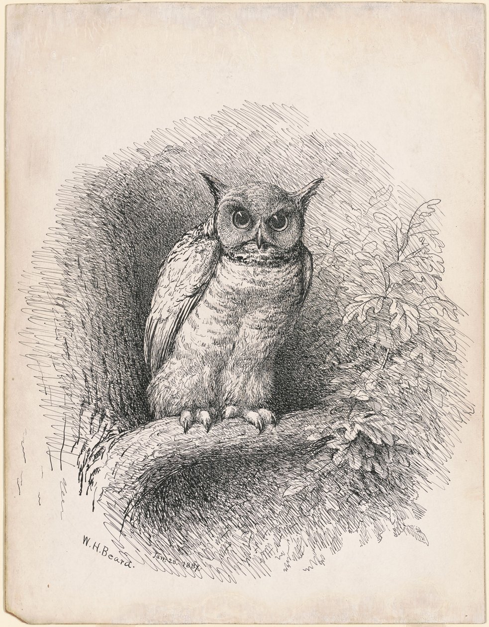 Eule von William Holbrook Beard
