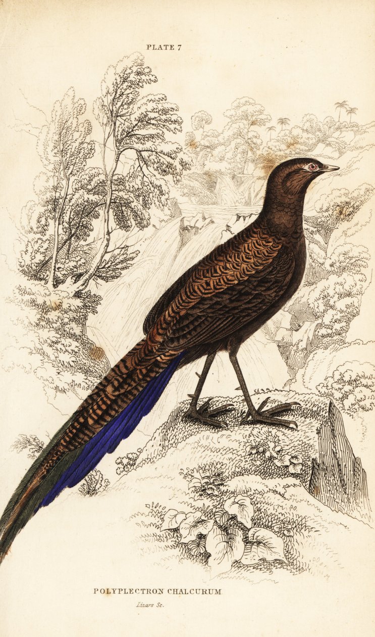 Bronzeschwanz-Pfaufasan oder Sumatra-Pfaufasan von William Home Lizars