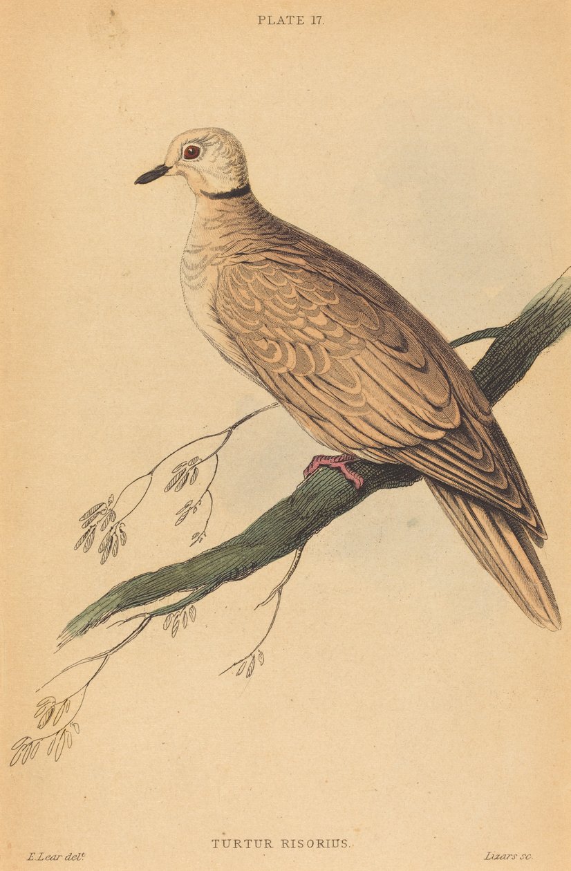 Turtur Risorius von William Home Lizars after Edward Lear