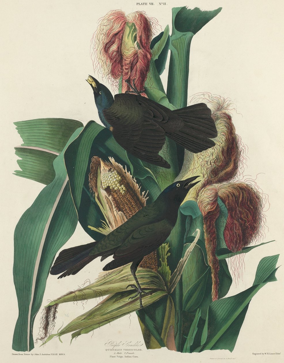 Purpurgrackel von William Home Lizars after John James Audubon