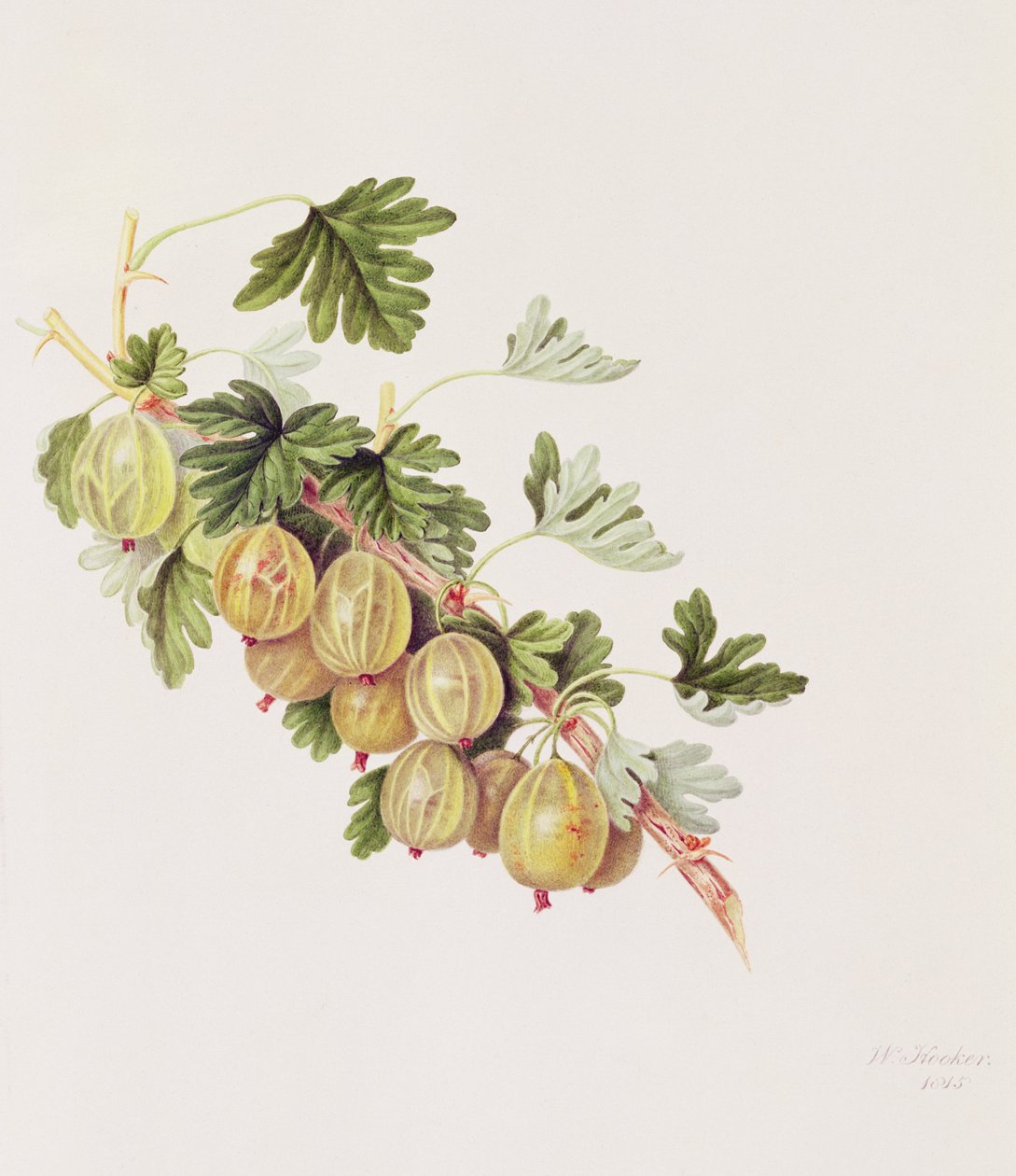 Grüne Stachelbeere, 1815 von William Hooker