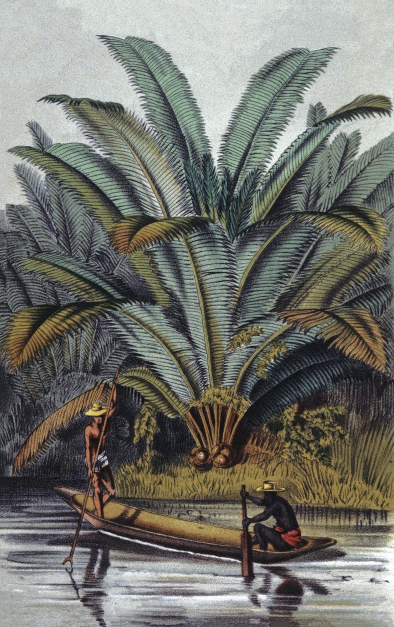 Palme von William Hooker