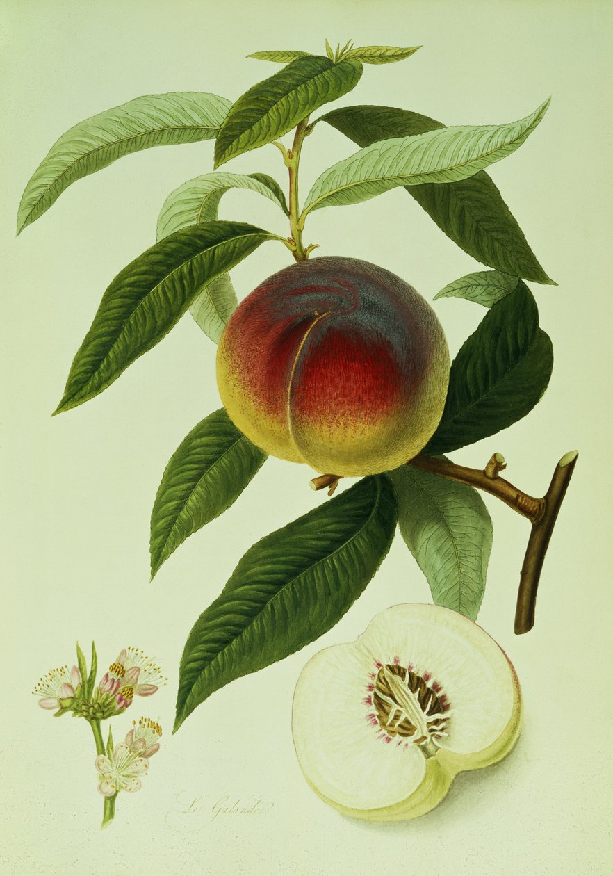 Der Galande-Pfirsich von William Hooker