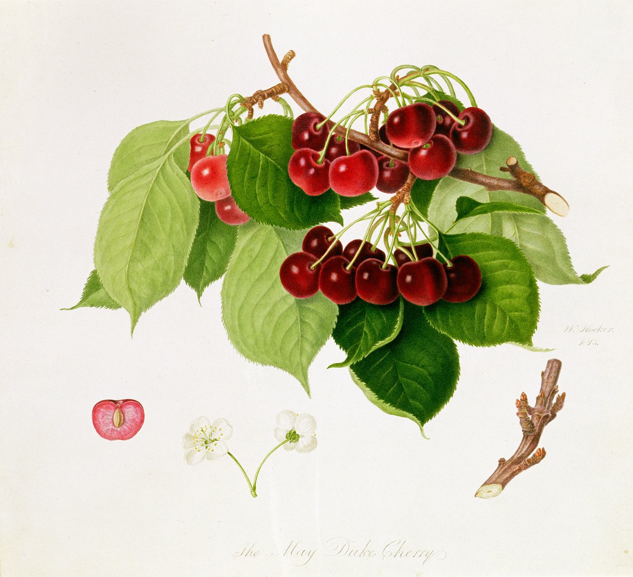 Die Mai-Duke-Kirsche, 1815 von William Hooker