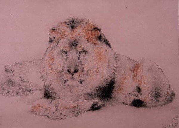 Löwe und Löwin von William Huggins