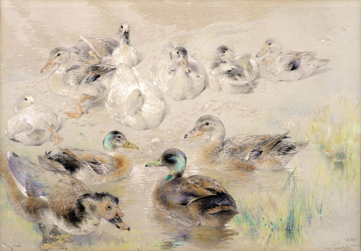 Studie von Enten von William Huggins
