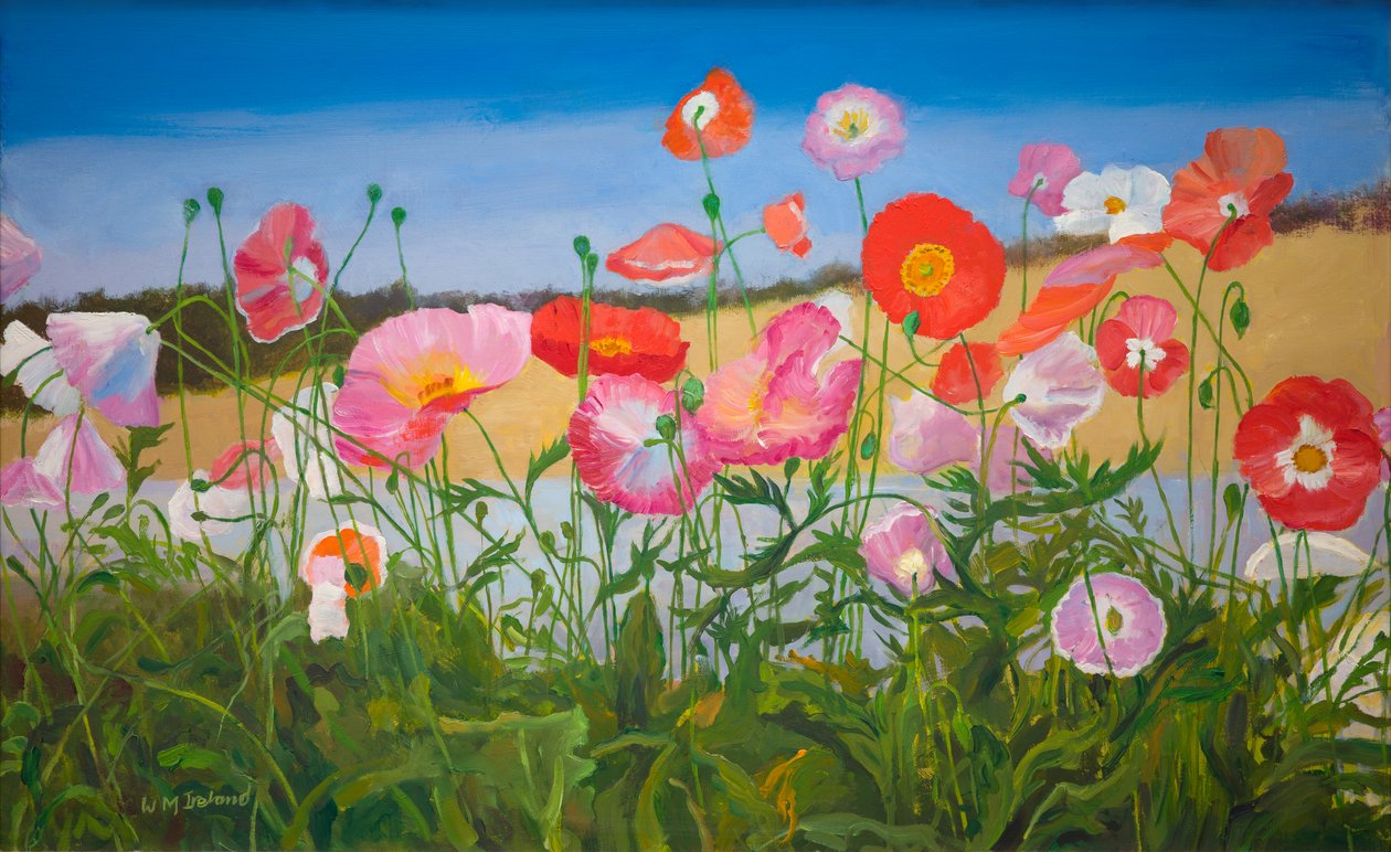 Mohnblumen von William Ireland