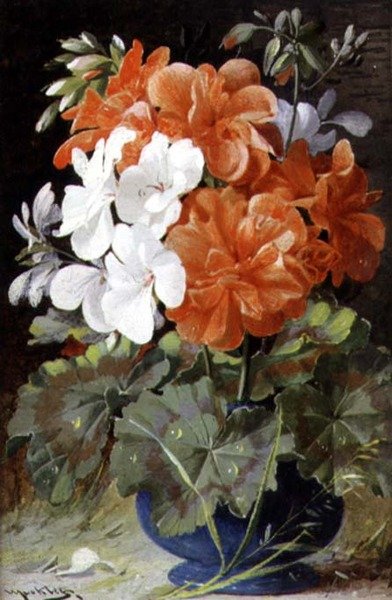 Pelargonien von William Jabez Muckley