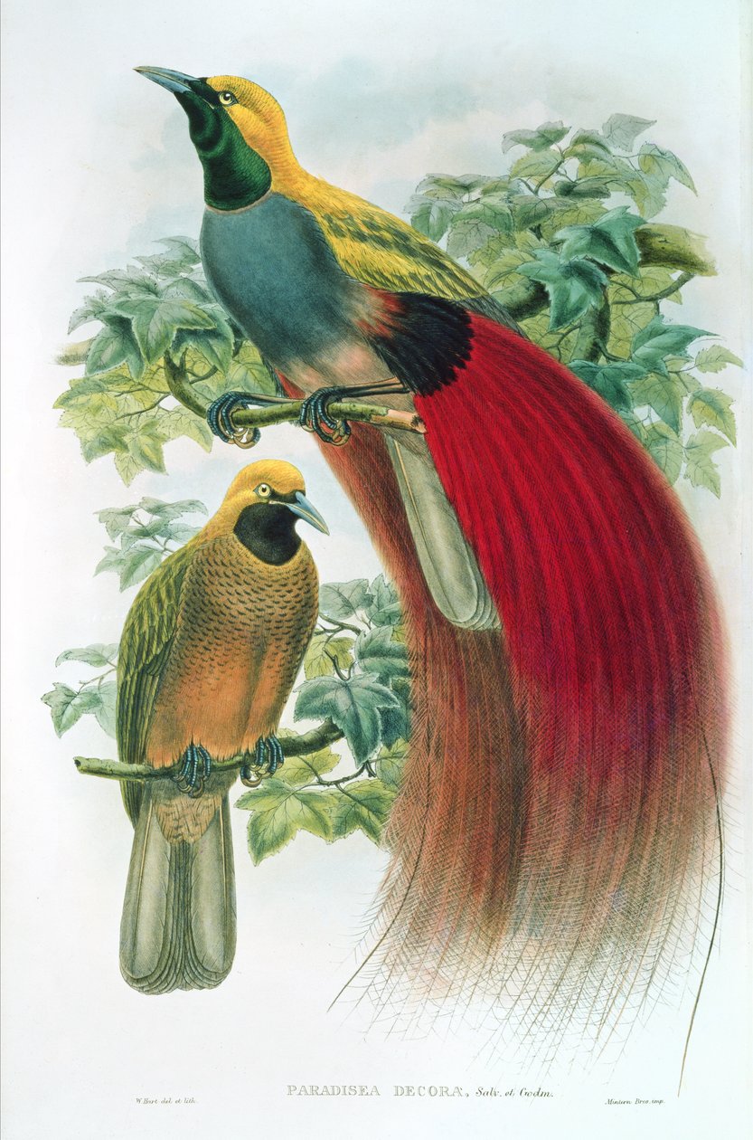 Paradisea Decora von William M. Hart