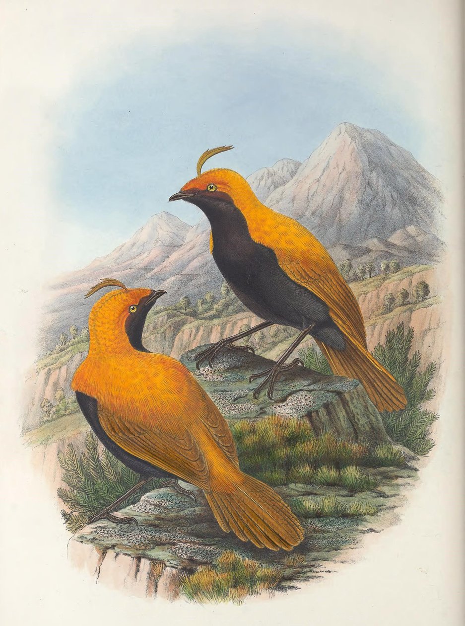 Hart Cnemophilus macgregorii von William Matthew Hart