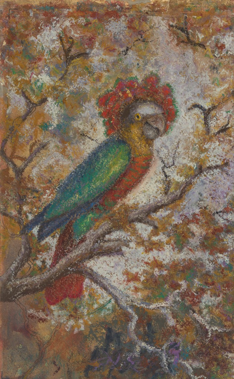 Papagei, 1909 von William N. Buckner