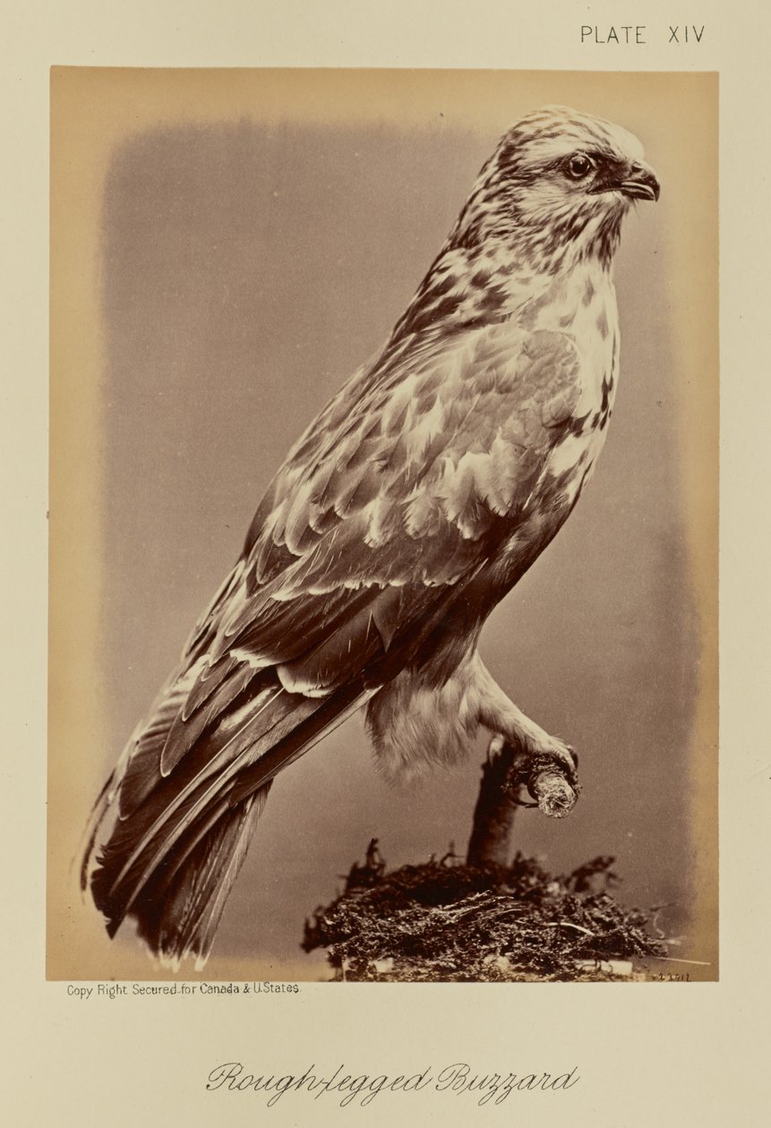 Raufußbussard von William Notman