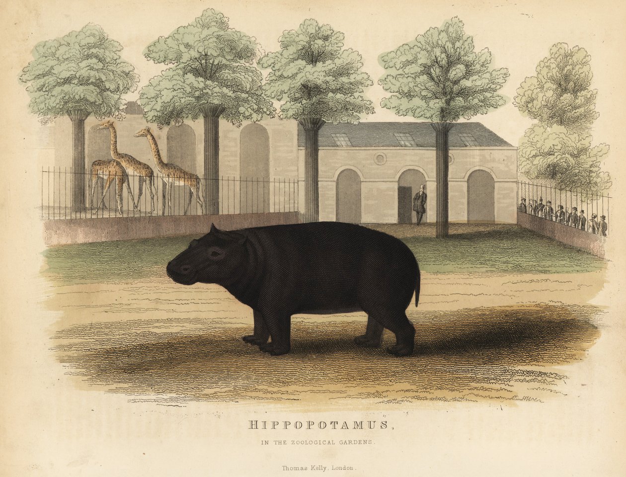 Nilpferd von William Smellie