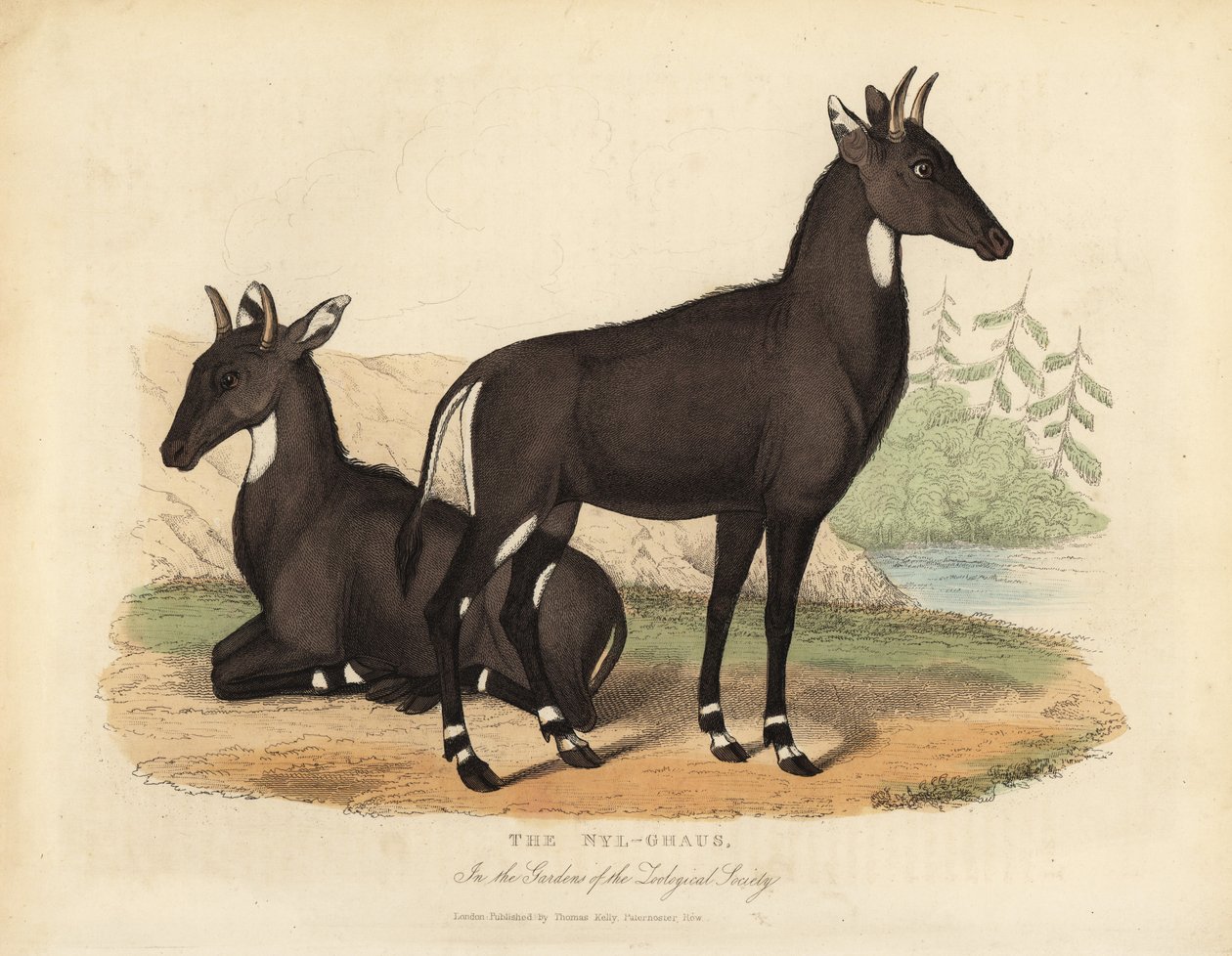 Nilgau oder blauer Stier, Boselaphus tragocamelus von William Smellie