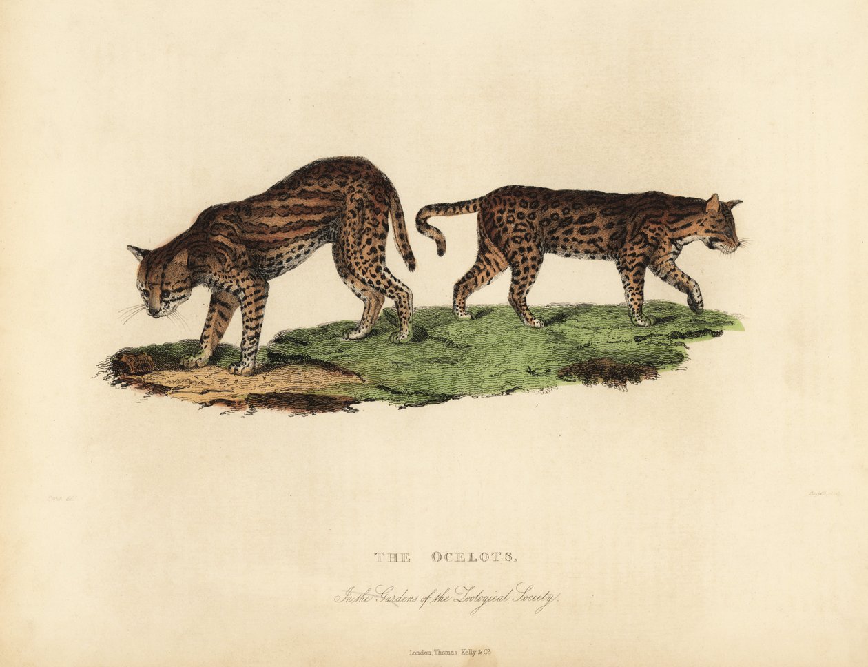 Ozelot, Leopardus pardalis von William Smellie