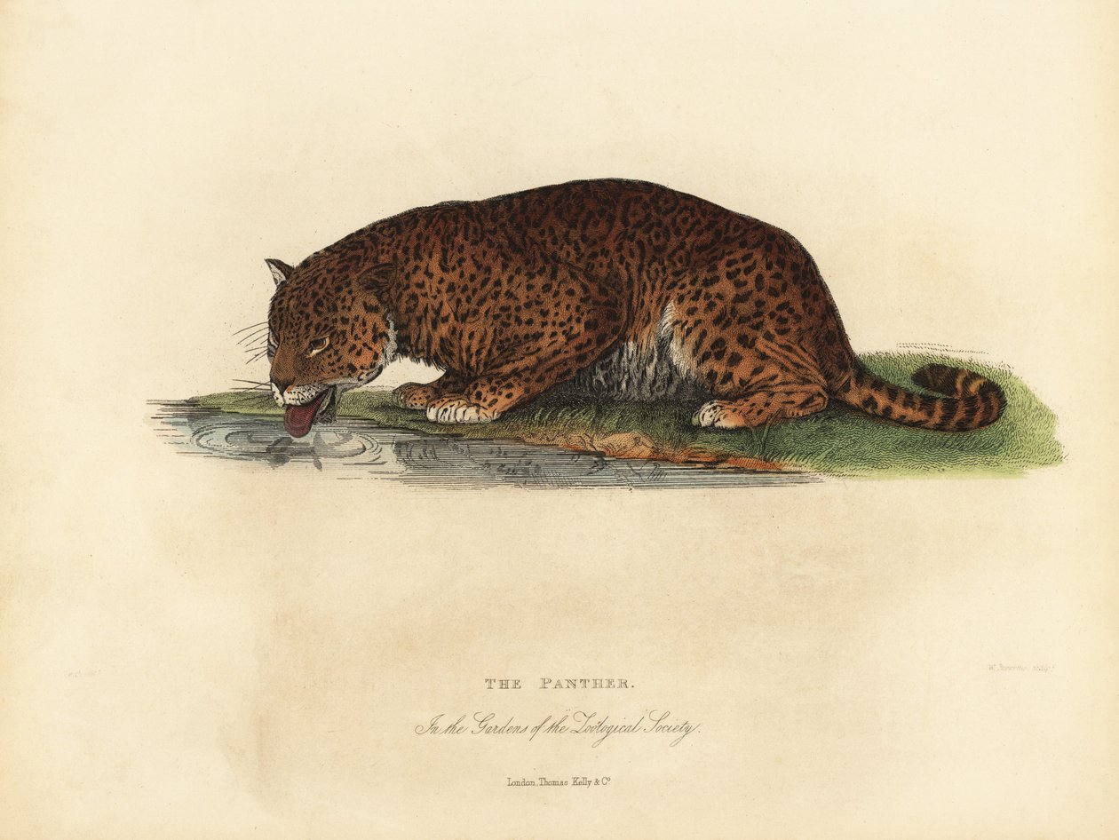 Panther, Panthera pardus oder Panthera onca von William Smellie
