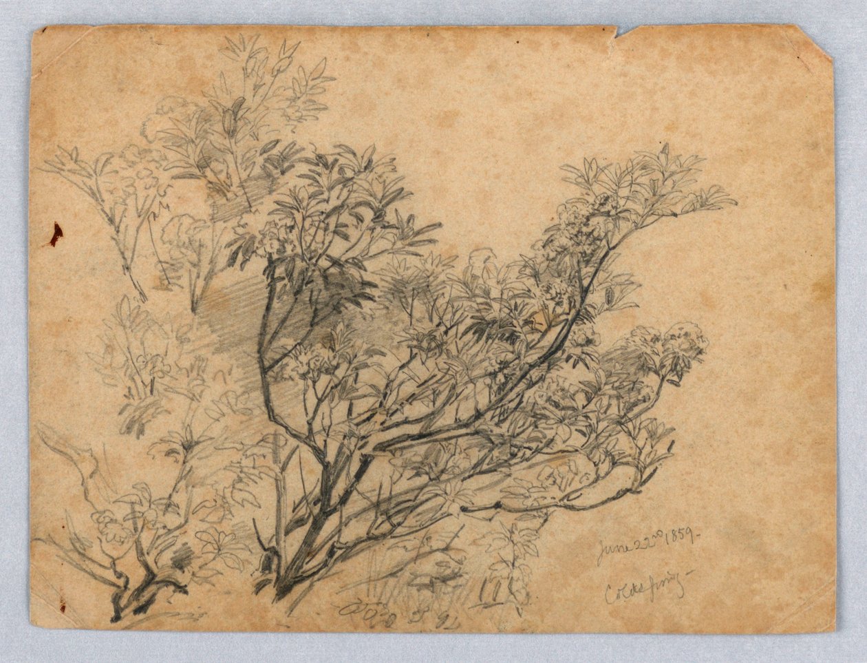 Studie von Laub von William Trost Richards