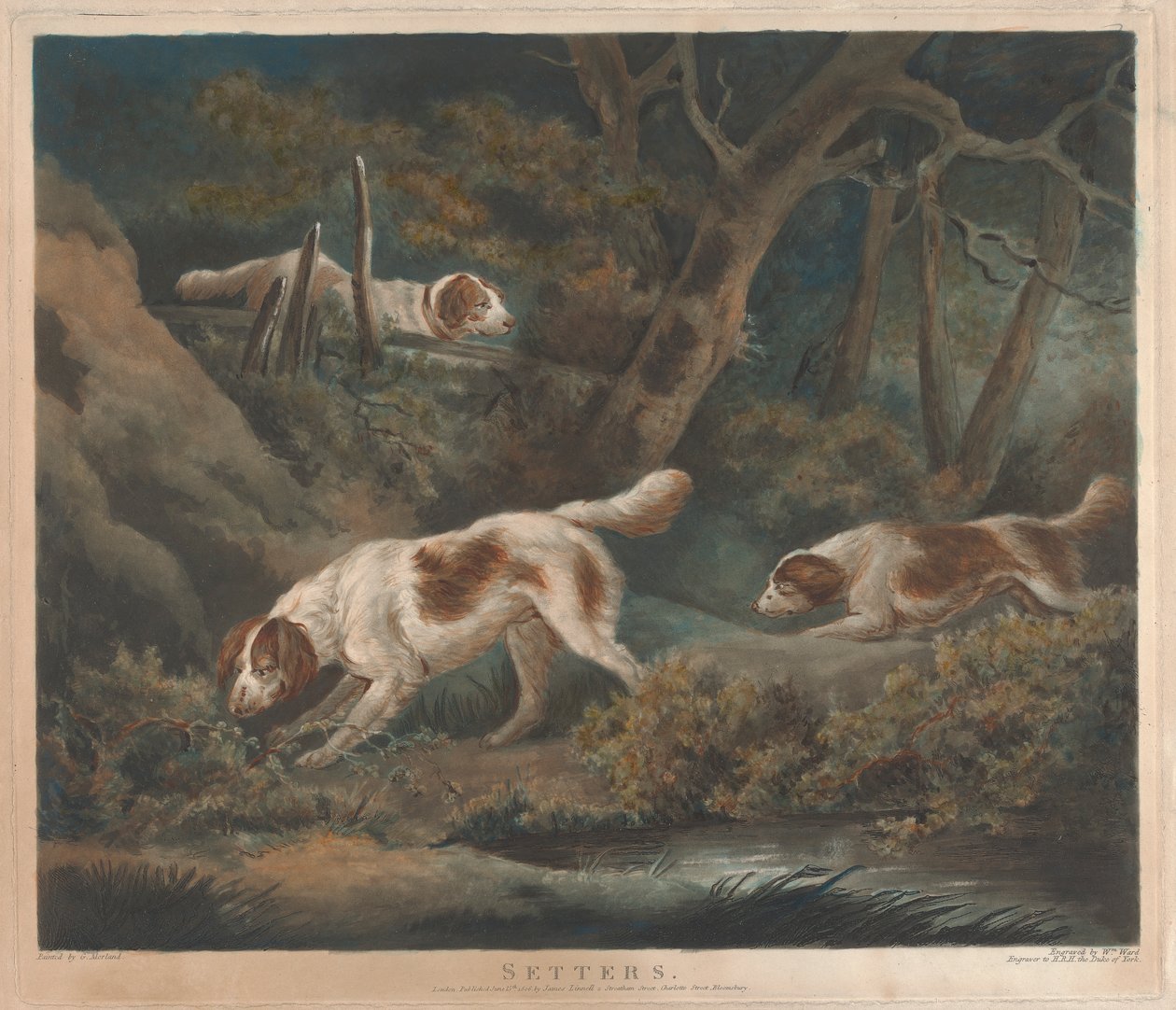 [Schießen]: Setter von William Ward