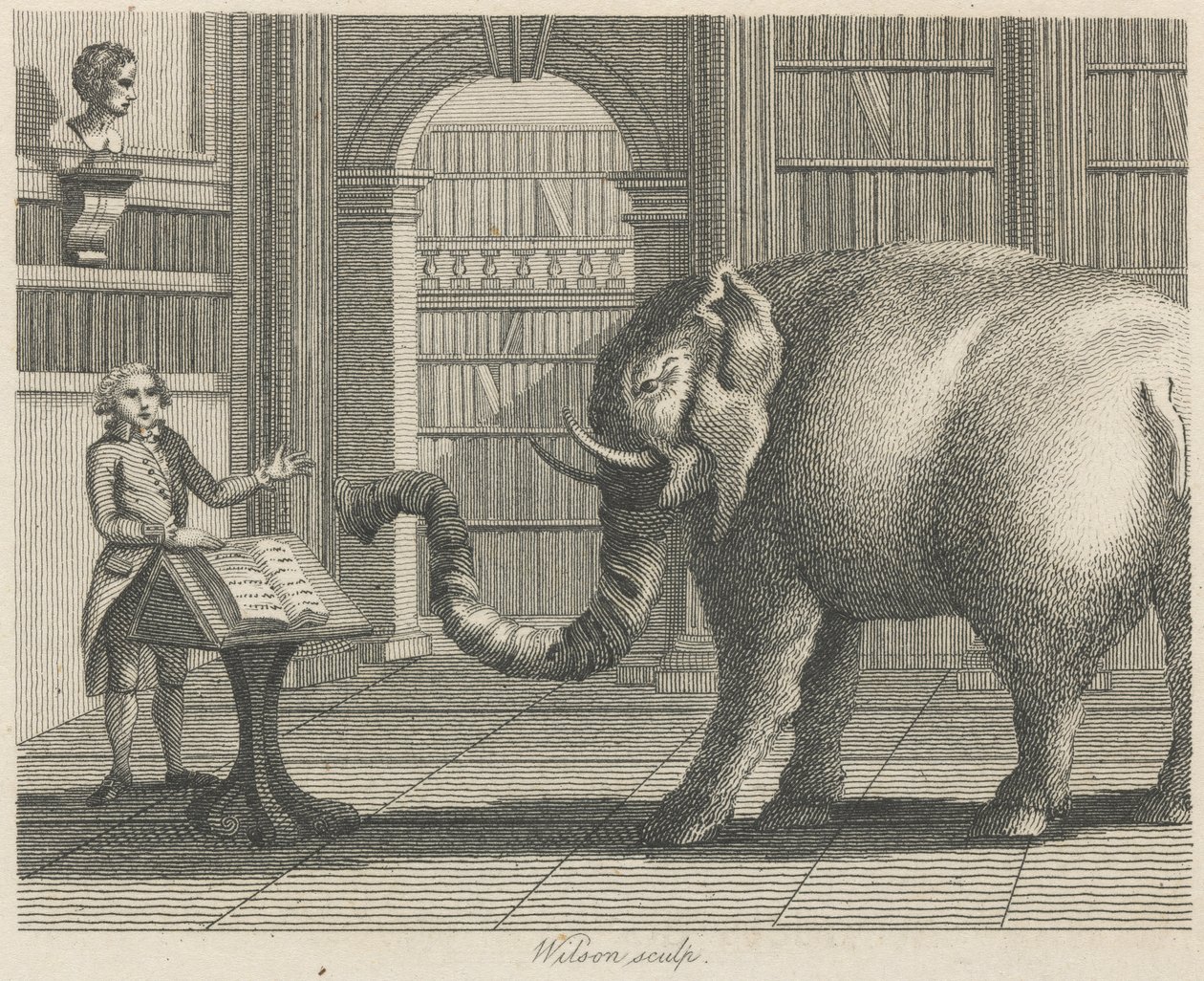 Der Elefant und der Buchhändler von Wilson