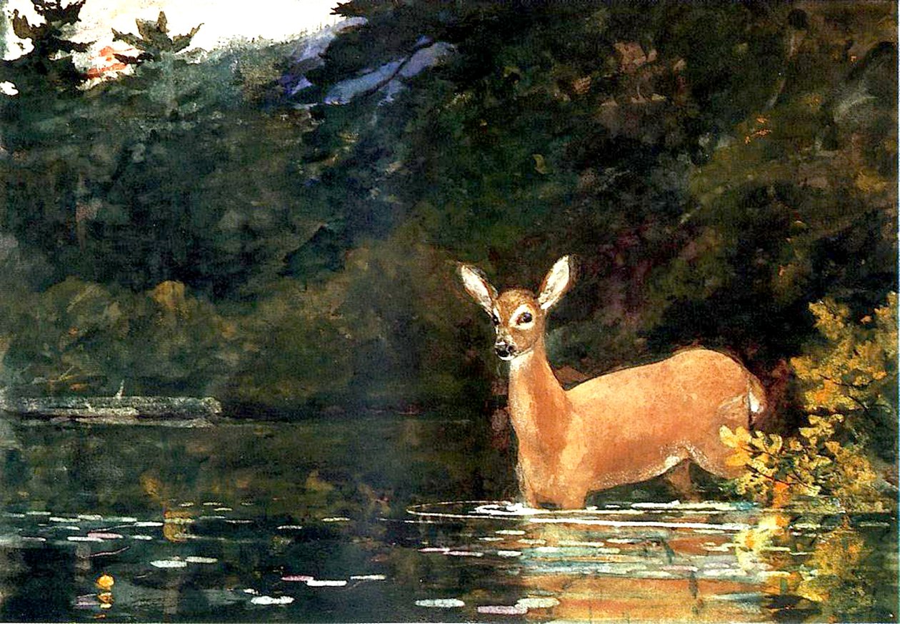 Eine Hirschkuh, 1889 von Winslow Homer