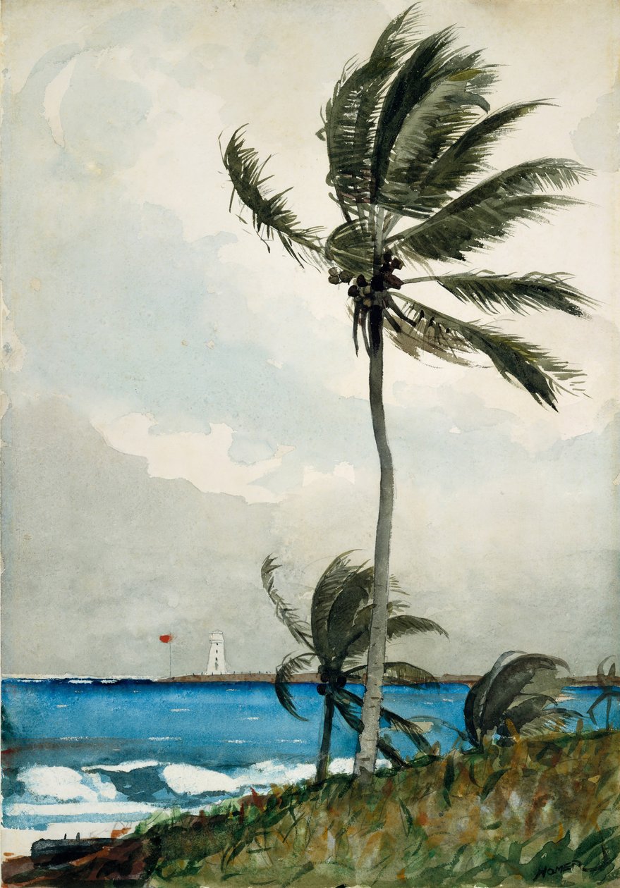 Palme, Nassau, 1898 von Winslow Homer