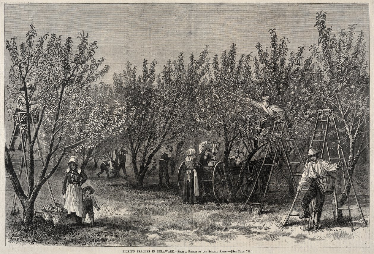 Pfirsiche pflücken in Delaware von Winslow Homer
