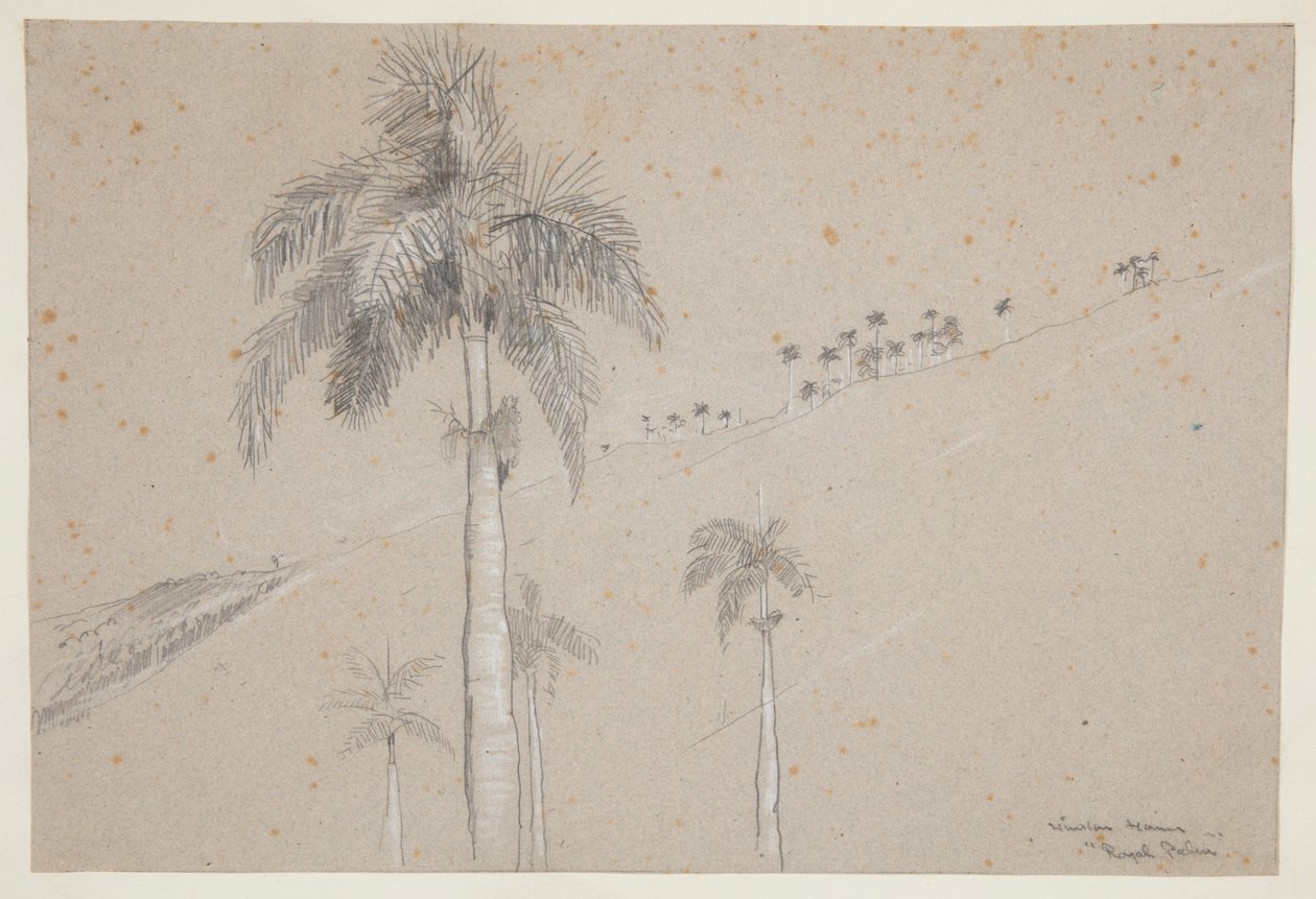 Königspalme, Kuba von Winslow Homer