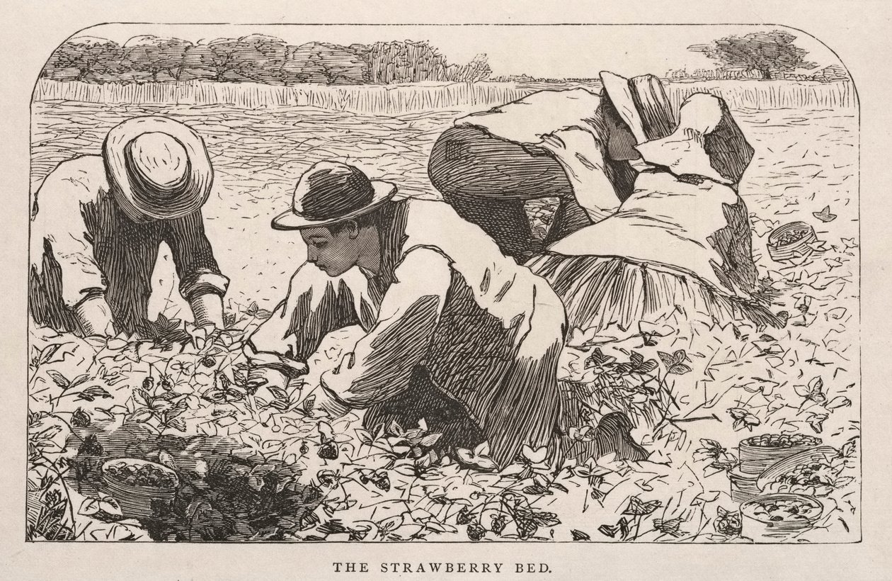 Das Erdbeerbeet, 1868 von Winslow Homer