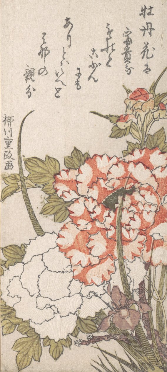 Pfingstrosen und Iris, 18.-19. Jahrhundert von Yanagawa Shigemasa