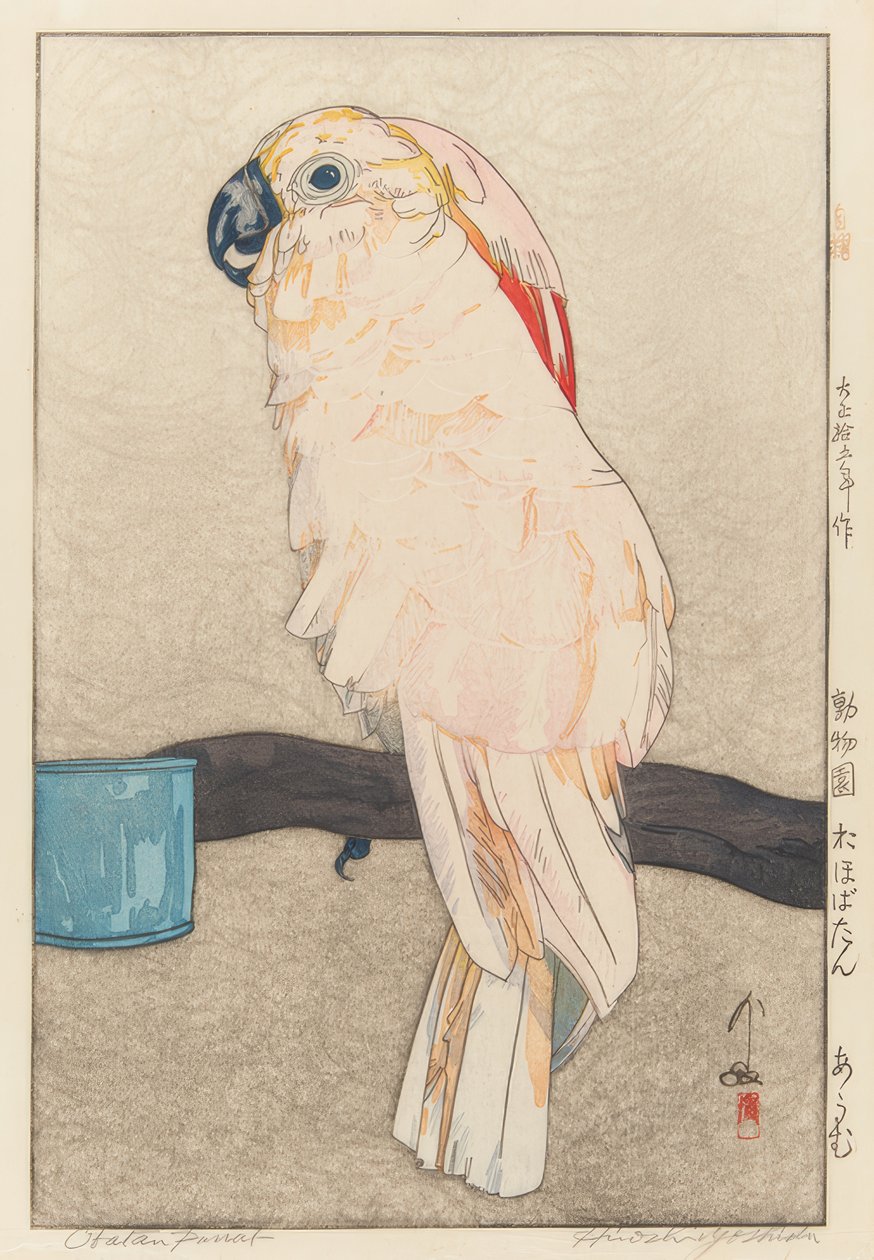 Obatan-Sittich von Yoshida Hiroshi