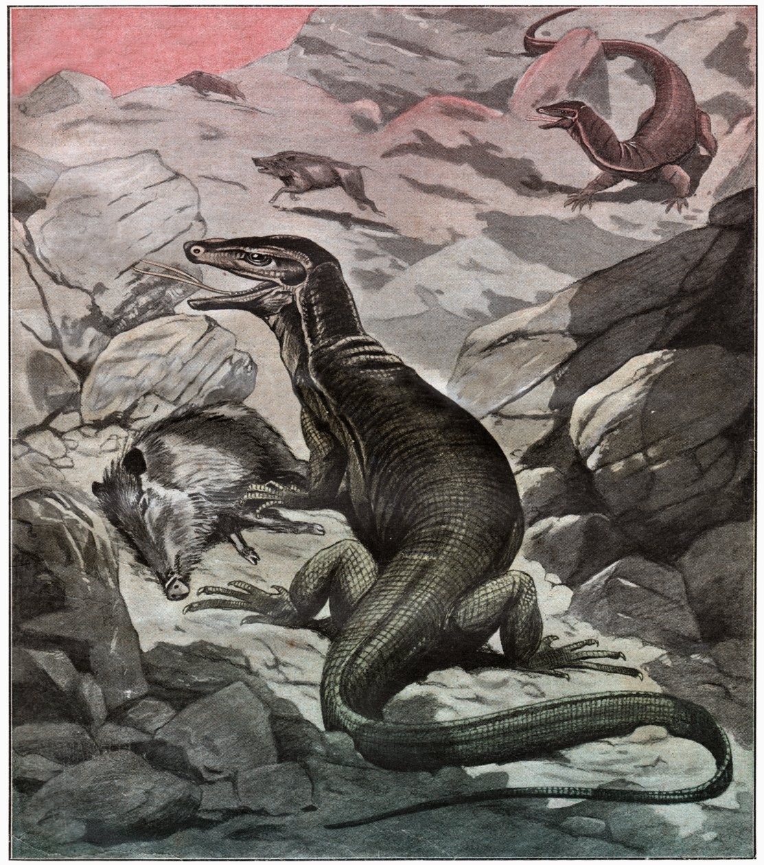 Asiatischer Wasserwaran, ca. 1925 von . .