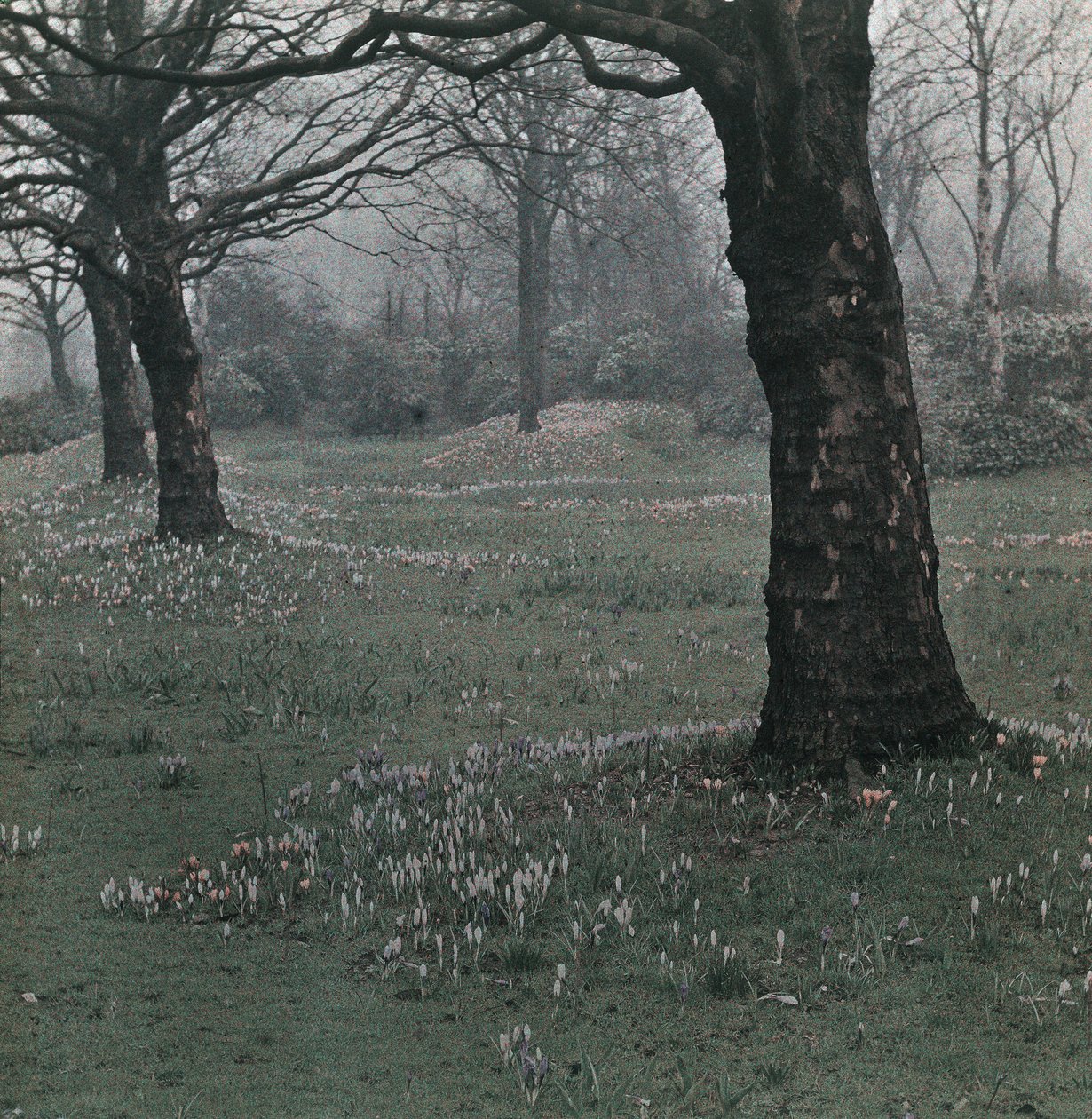 Krokus von Frederick (attr. to) Barnard