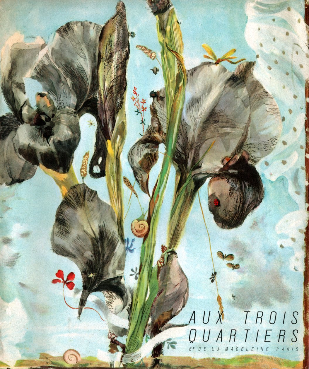 Iris (Blume), ca. 1920 (Gravur) von . .