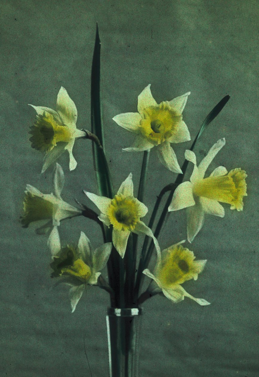 Jonquilles (Narzisse - Golden Spur) von Frederick (attr. to) Barnard