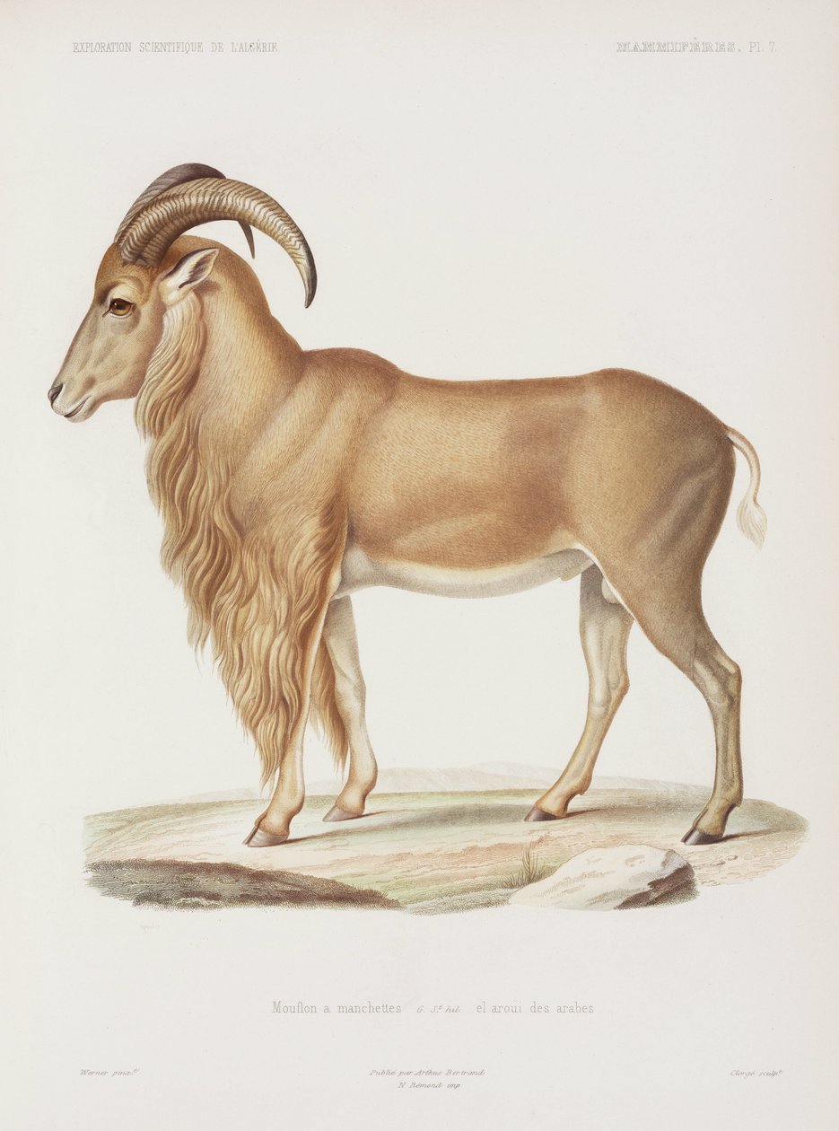 Mufflon, Algerien von John Pardon