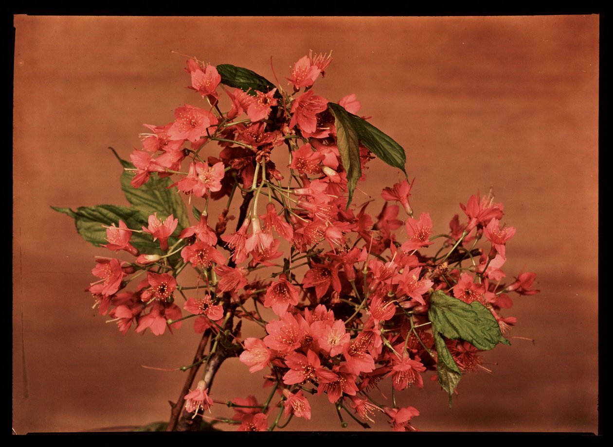 Rote Blumen, ca. 1940 von Frederick (attr. to) Barnard