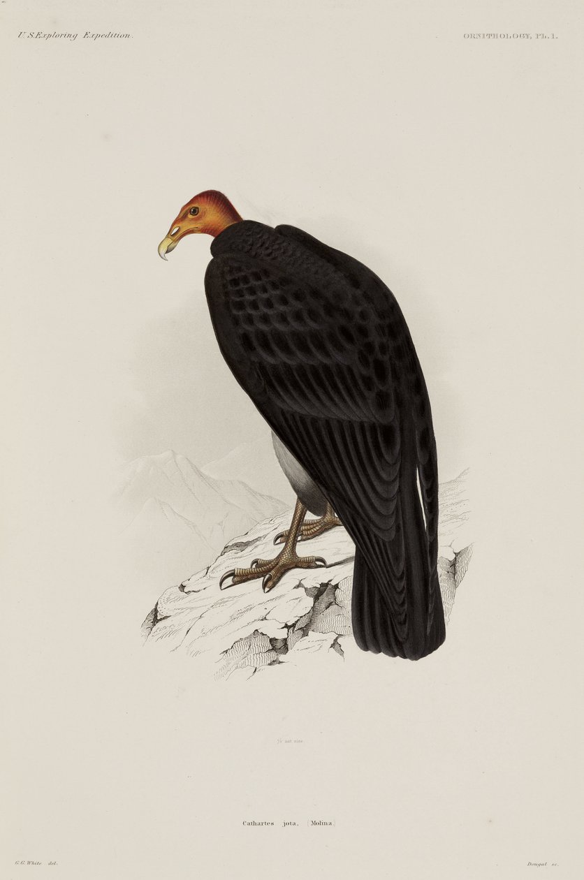 Truthahngeier, Chile von John Pardon
