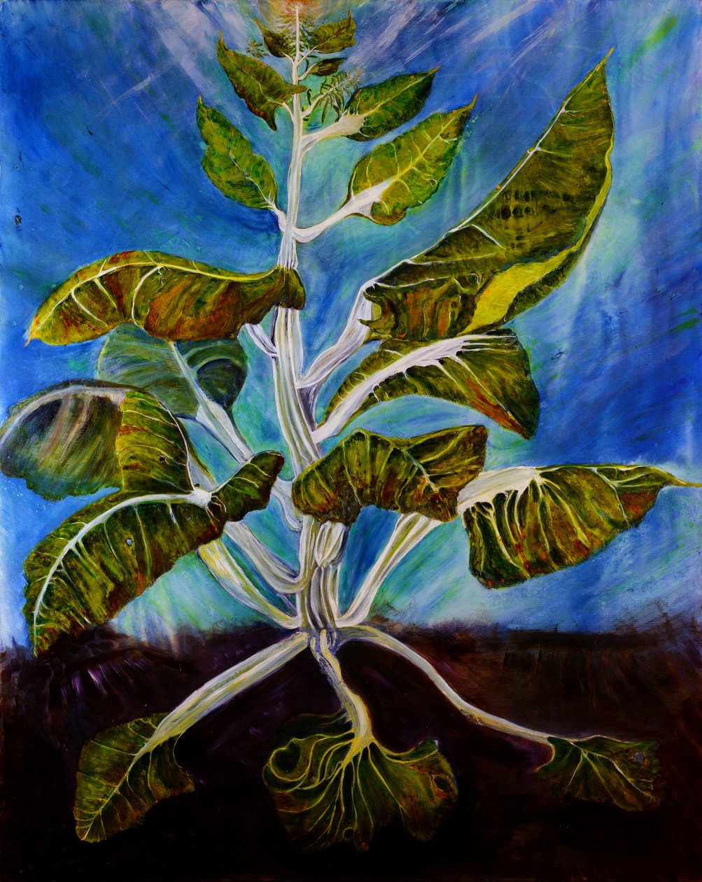 Bolted Chard, 2016 von jocasta shakespeare