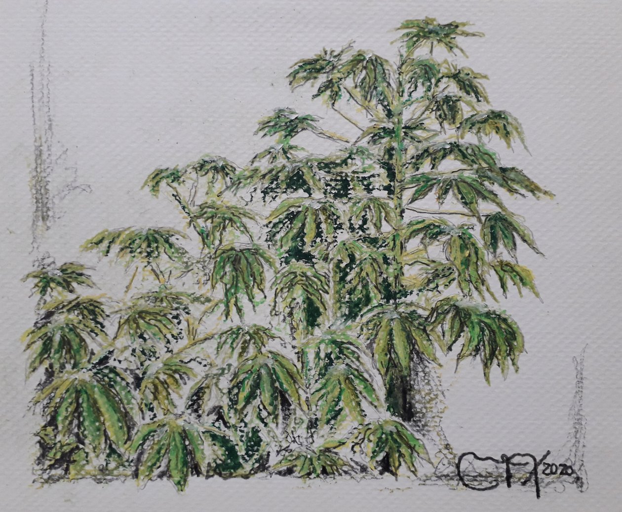 Yuca-Pflanze von miguelmendez_art.ve