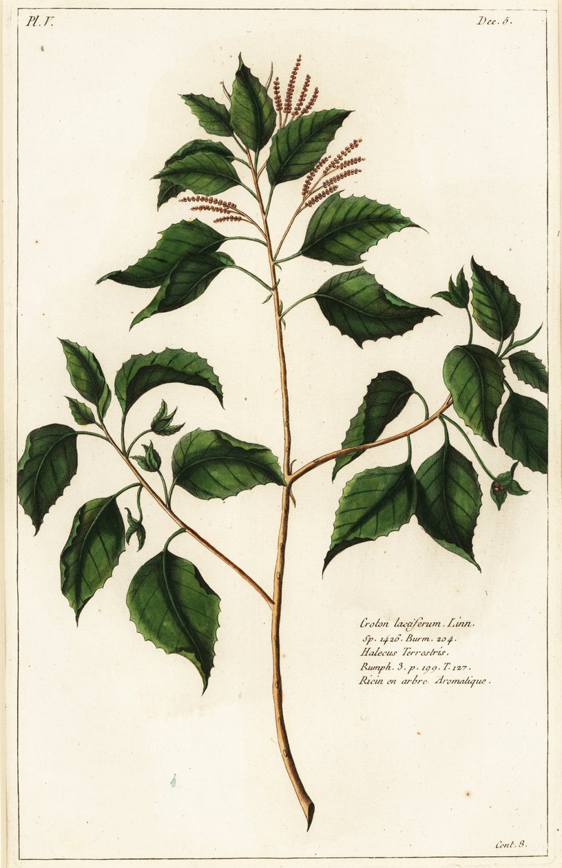 Kerzennuss, Croton laccifer von the Younger Dupin