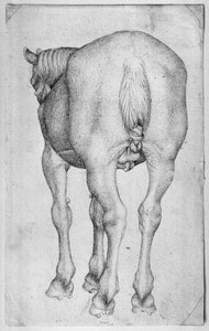 Pferd, aus dem Vallardi-Album