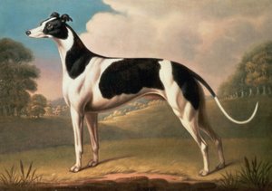 Windhund, 1800