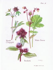 Sumpf-Fingerkraut, Klette, Wasser-Avens